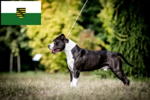 Read more about the article Criadores de American Staffordshire Terrier e cachorros em Saxónia