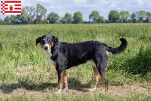 Read more about the article Appenzell Mountain Dog Breeder e cachorros em Bremen