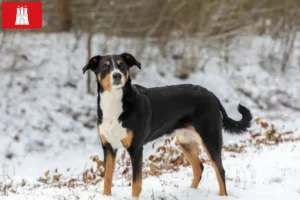 Read more about the article Appenzell Mountain Dog Breeder e cachorros em Hamburgo