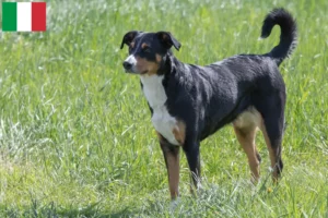 Read more about the article Appenzell Mountain Dog Breeder e cachorros em Itália