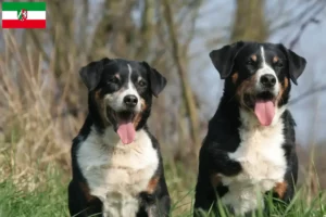 Read more about the article Appenzell Mountain Dog Breeder e cachorros em Renânia do Norte-Vestefália