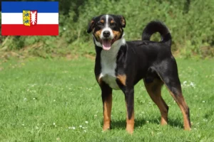 Read more about the article Appenzell Mountain Dog Breeder e cachorros em Schleswig-Holstein