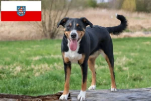 Read more about the article Appenzell Mountain Dog Breeder e cachorros em Thuringia