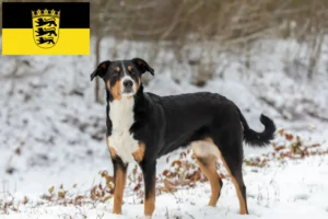 Read more about the article Appenzell Mountain Dog Breeder e cachorros em Baden-Württemberg
