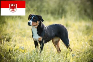 Read more about the article Appenzell Mountain Dog Breeder e cachorros em Brandenburg