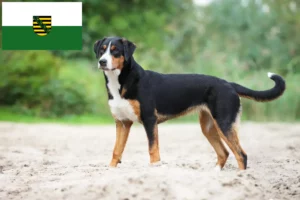 Read more about the article Appenzell Mountain Dog Breeder e cachorros em Saxónia