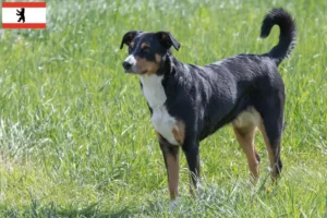 Read more about the article Appenzell Mountain Dog Breeder e cachorros em Berlim