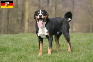 Read more about the article Appenzell Mountain Dog Breeder e cachorros em Saarland
