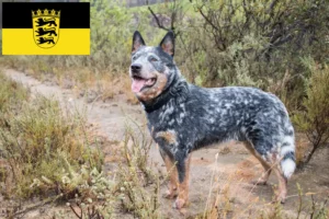 Read more about the article Criadores de Australian Cattle Dog e cachorros em Baden-Württemberg