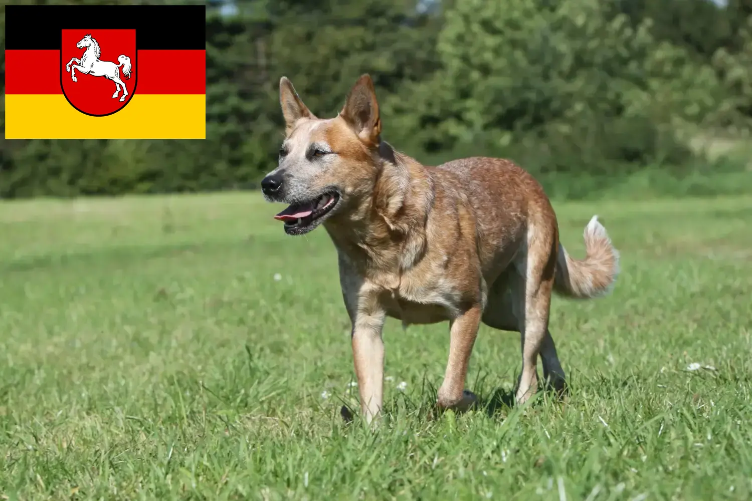 Read more about the article Criadores de Australian Cattle Dog e cachorros na Baixa Saxónia
