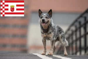 Read more about the article Criadores de Australian Cattle Dog e cachorros em Bremen