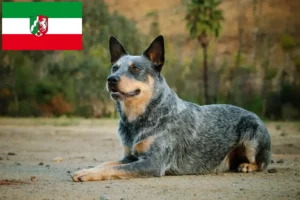 Read more about the article Criadores de Australian Cattle Dog e cachorros na Renânia do Norte-Vestefália