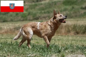 Read more about the article Criadores de Australian Cattle Dog e cachorros em Thuringia