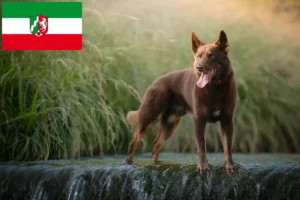 Read more about the article Criadores de Kelpie australiano e cachorros na Renânia do Norte-Vestefália
