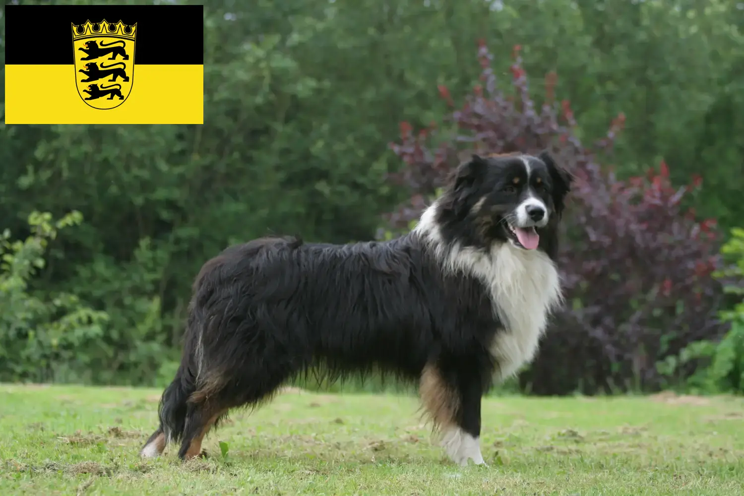 Australian Shepherd cachorros e criadores Baden-Württemberg Aqui pode encontrar criadores de pastores australianos em Baden-Württemberg.