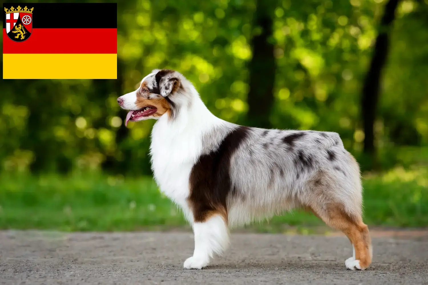 Australian Shepherd cachorros e criadores Renânia-Palatinado Aqui pode encontrar criadores de pastores australianos em Rhineland-Palatinate.