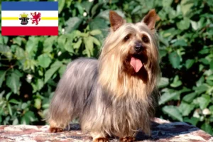 Read more about the article Criadores de Silky Terrier australiano e cachorros em Mecklenburg-Vorpommern