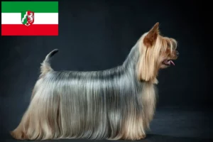 Read more about the article Criadores de Silky Terrier australiano e cachorros em Renânia do Norte-Vestefália