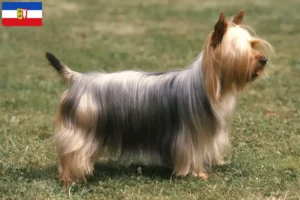 Read more about the article Criadores de Silky Terrier australiano e cachorros em Schleswig-Holstein