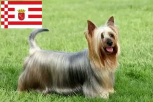 Read more about the article Criadores de Silky Terrier australiano e cachorros em Bremen