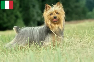 Read more about the article Criadores de Silky Terrier Australiano e cachorros em Itália