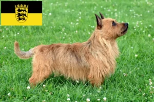 Read more about the article Criadores de Australian Terrier e cachorros em Baden-Württemberg