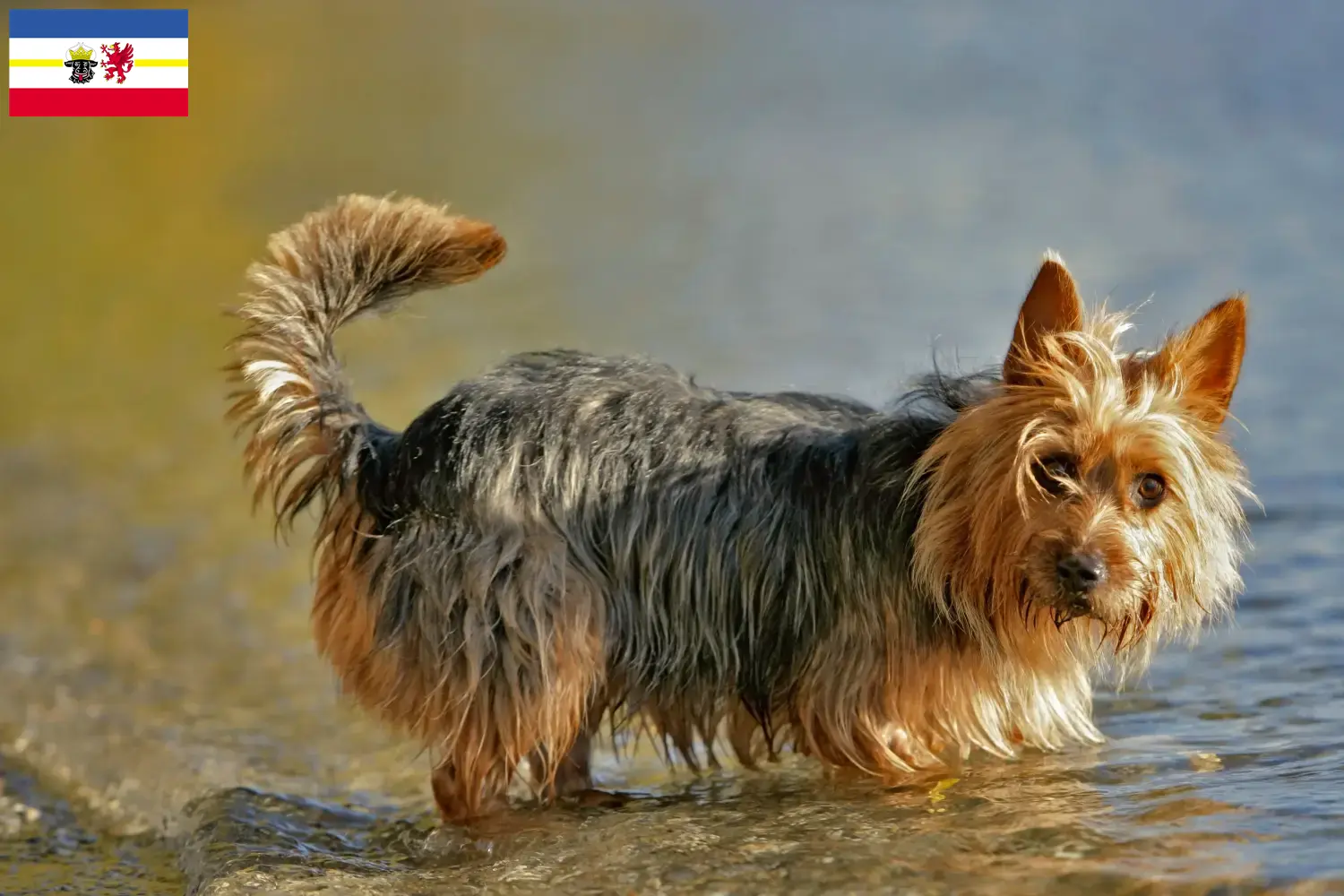 Terrier australiano cachorros e criadores Mecklenburg-Vorpommern Encontre aqui criadores de Australian Terrier em Mecklenburg-Vorpommern.