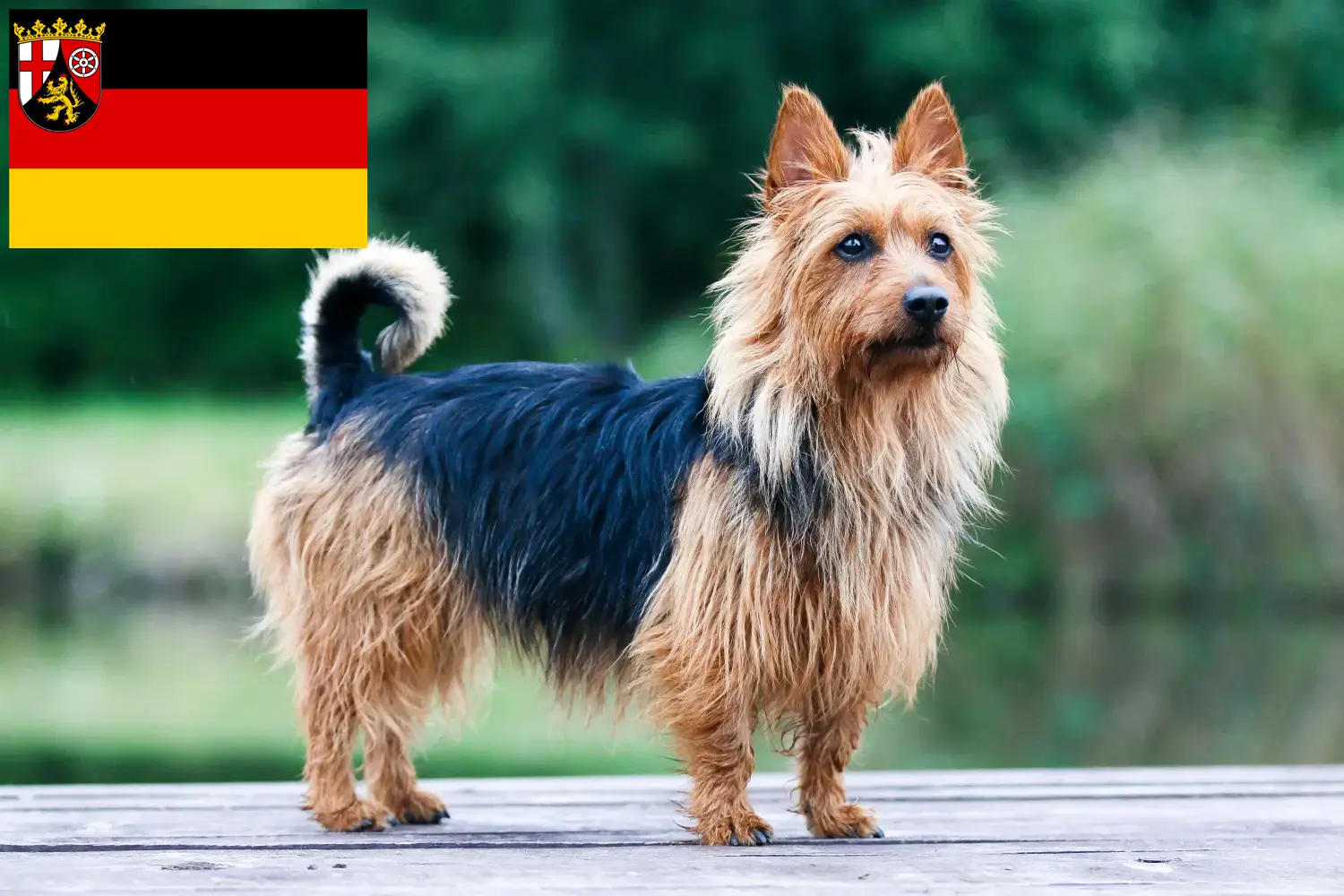 Terrier australiano cachorros e criadores Renânia-Palatinado Encontre aqui criadores de Australian Terrier na Renânia-Palatinado.