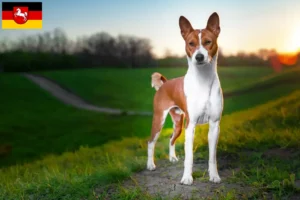 Read more about the article Criadores de Basenji e cachorros na Baixa Saxónia