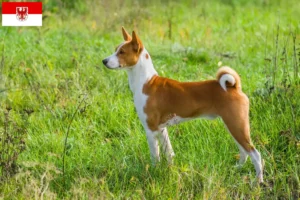 Read more about the article Criadores de Basenji e cachorros em Brandenburg