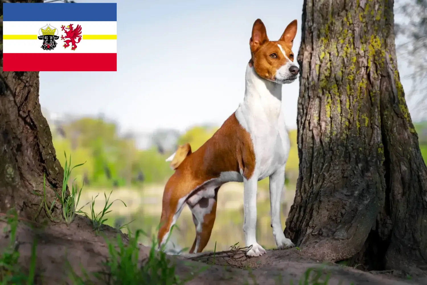 Basenji cachorros e criadores Mecklenburg-Vorpommern Aqui pode encontrar criadores de Basenji em Mecklenburg-Vorpommern.