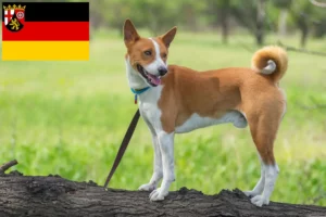 Read more about the article Criadores de Basenji e cachorros em Renânia-Palatinado