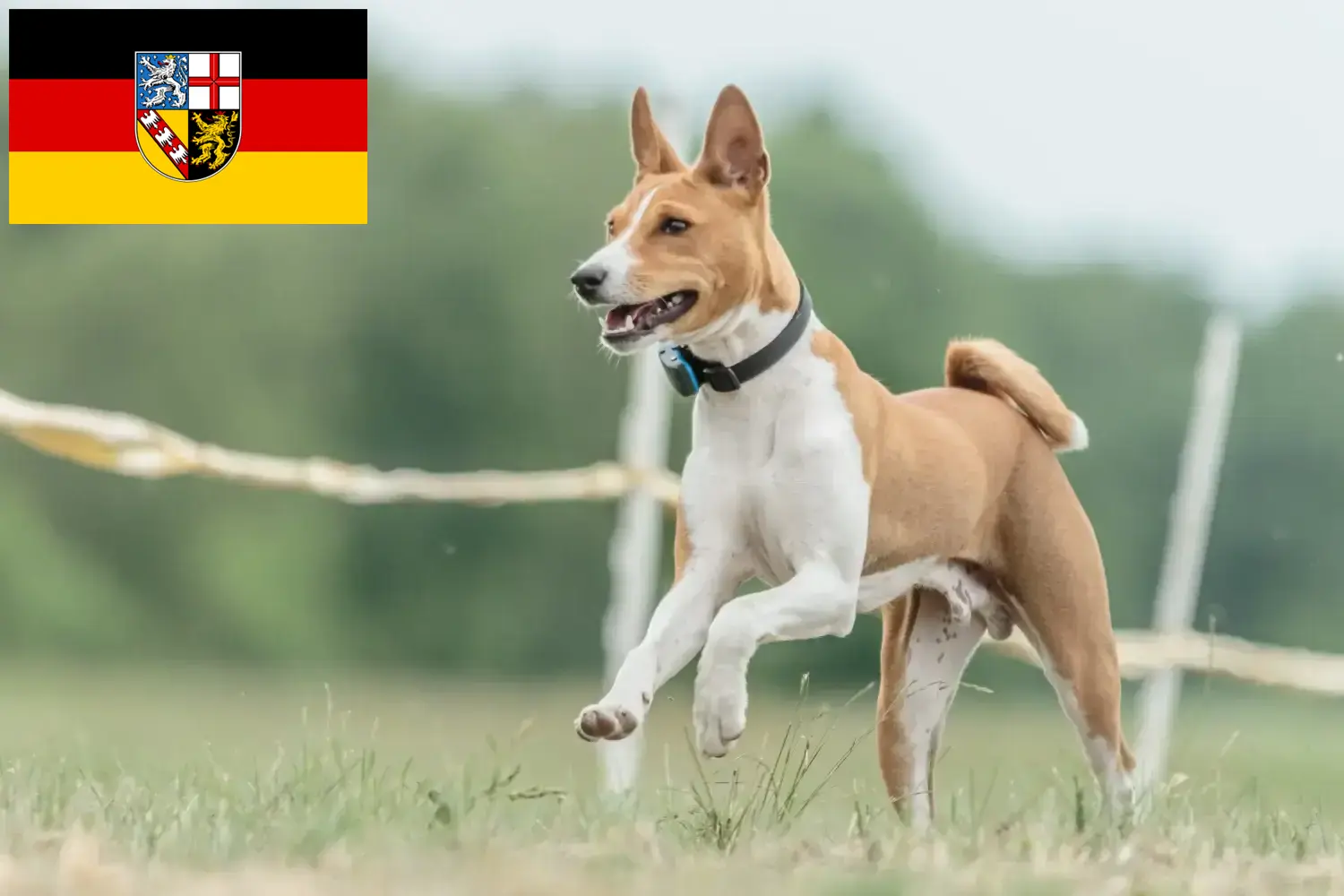 Basenji cachorros e criadores Sarre Aqui pode encontrar criadores de Basenji em Saarland.