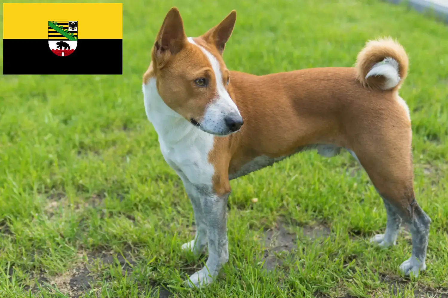 Basenji cachorros e criadores Saxónia-Anhalt Aqui pode encontrar criadores de Basenji em Saxónia-Anhalt.