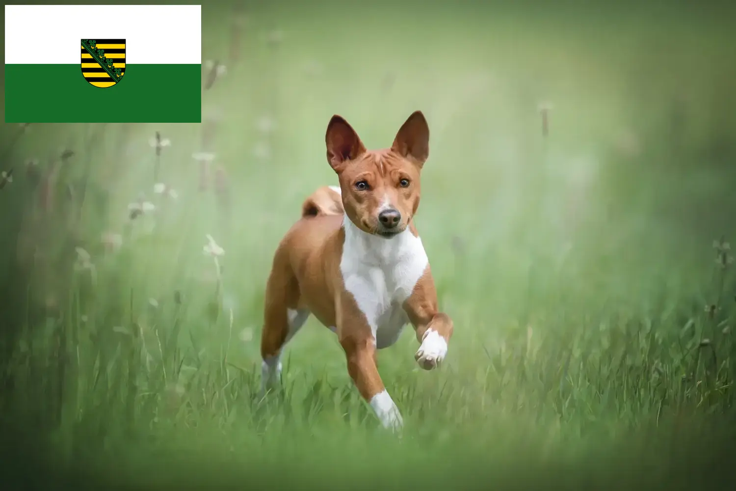 Basenji cachorros e criadores Saxónia Aqui pode encontrar criadores de Basenji na Saxónia.