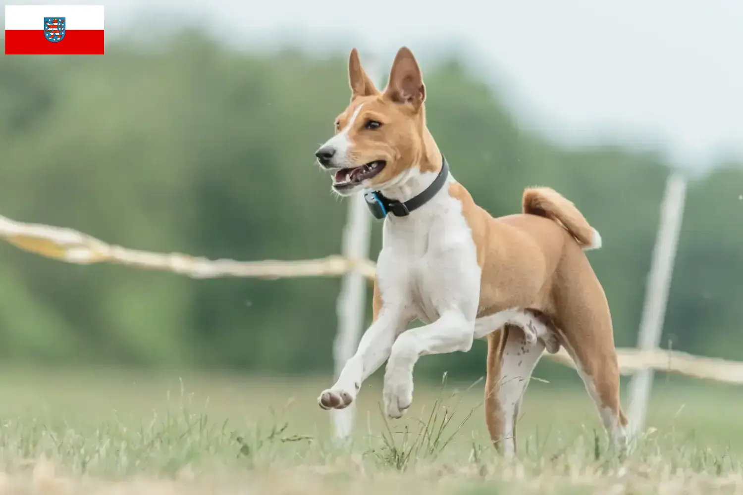 Basenji cachorros e criadores Turíngia Aqui pode encontrar criadores de Basenji em Thuringia.