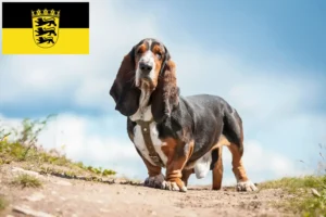 Read more about the article Criadores de Basset Hound e cachorros em Baden-Württemberg