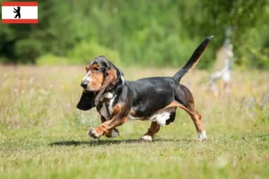 Read more about the article Criadores de Basset Hound e cachorros em Berlim