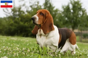 Read more about the article Criadores de Basset Hound e cachorros em Schleswig-Holstein