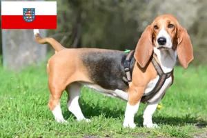 Read more about the article Criadores de Basset Hound e cachorros em Thuringia