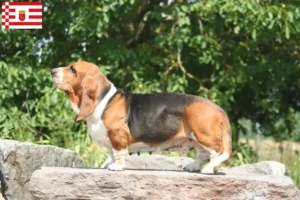 Read more about the article Criadores de Basset Hound e cachorros em Bremen
