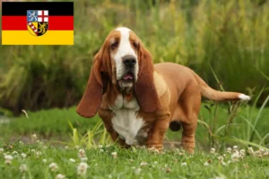 Read more about the article Criadores de Basset Hound e cachorros em Saarland