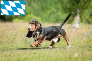 Read more about the article Criadores de Basset Hound e cachorros em Bavaria