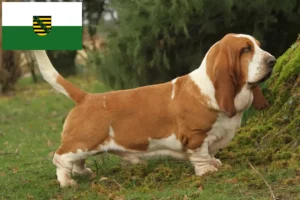 Read more about the article Criadores de Basset Hound e cachorros em Saxónia