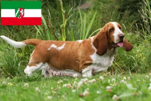 Read more about the article Criadores de Basset Hound e cachorros na Renânia do Norte-Vestefália