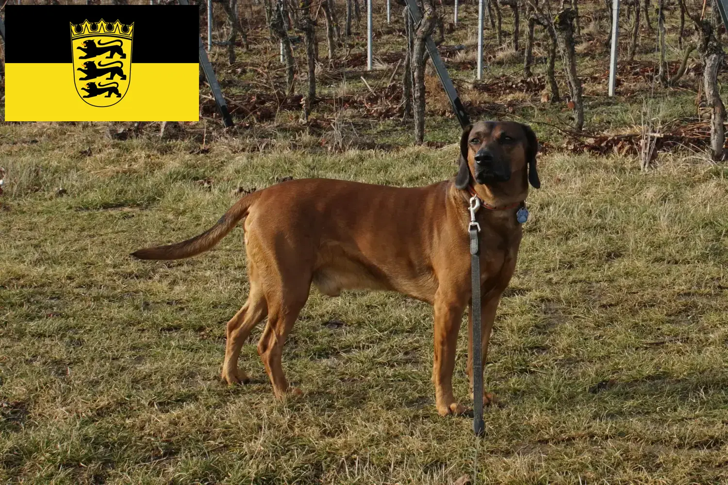 Cachorros e criadores de Bavarian Mountain Hound Baden-Württemberg Aqui pode encontrar criadores de Bavarian Mountain Hound em Baden-Württemberg.