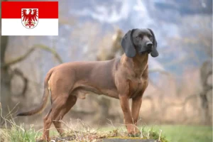 Read more about the article Criadores de Bavarian Mountain Hound e cachorros em Brandenburg