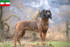 Read more about the article Criadores de Bavarian Mountain Hound e cachorros na Renânia do Norte-Vestefália
