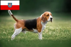 Read more about the article Criadores de Beagle e cachorros em Thuringia