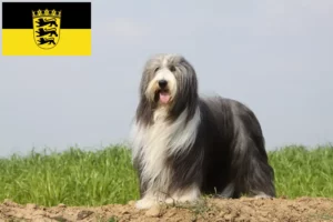 Read more about the article Criadores de Bearded Collie e cachorros em Baden-Württemberg